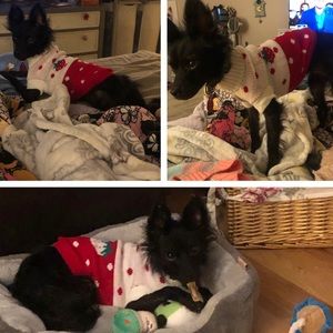 NWT- Strawberry Dog Sweater- Red and White Size: Small